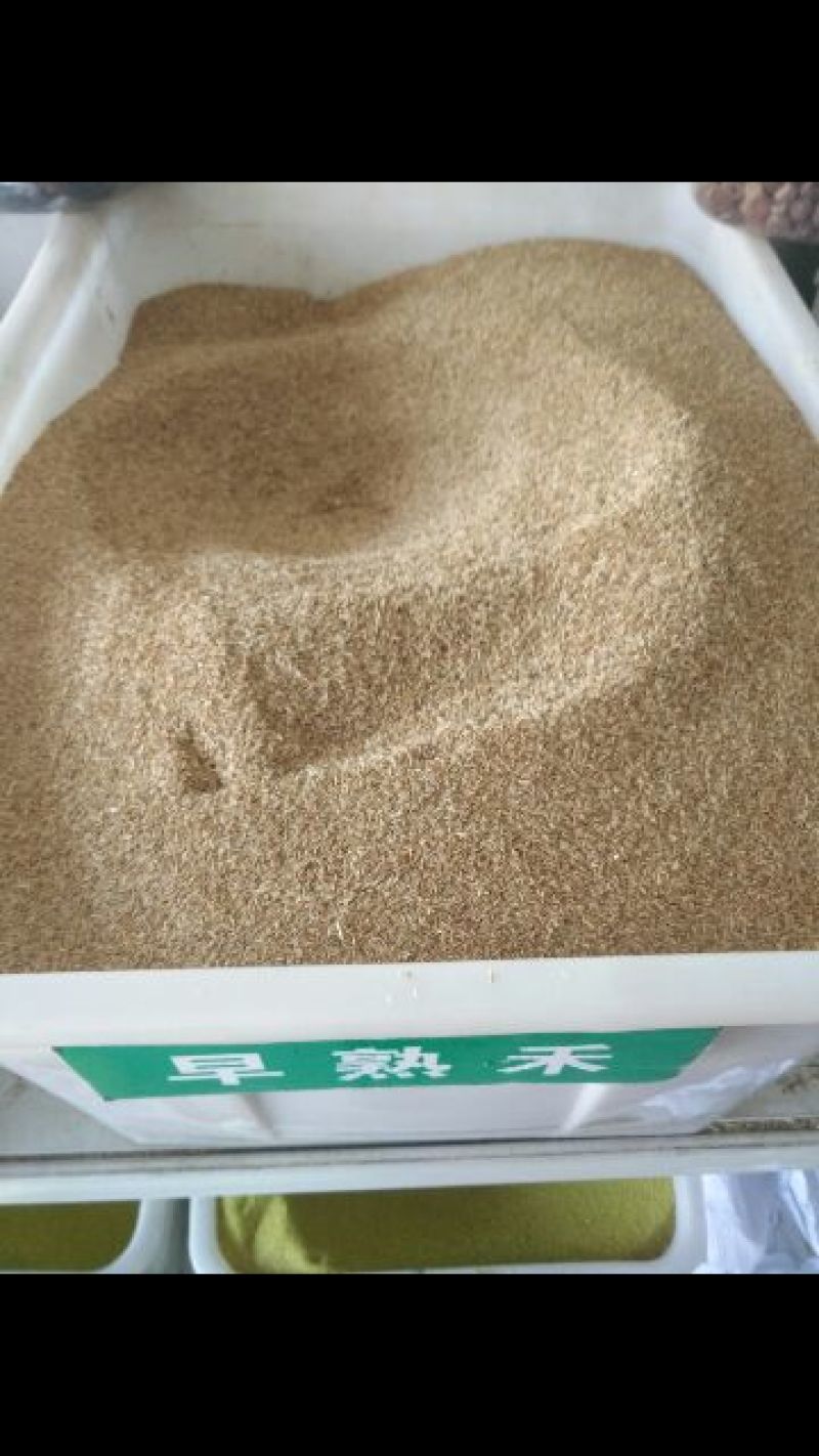 早熟禾种子85%以上90%以上95%以上