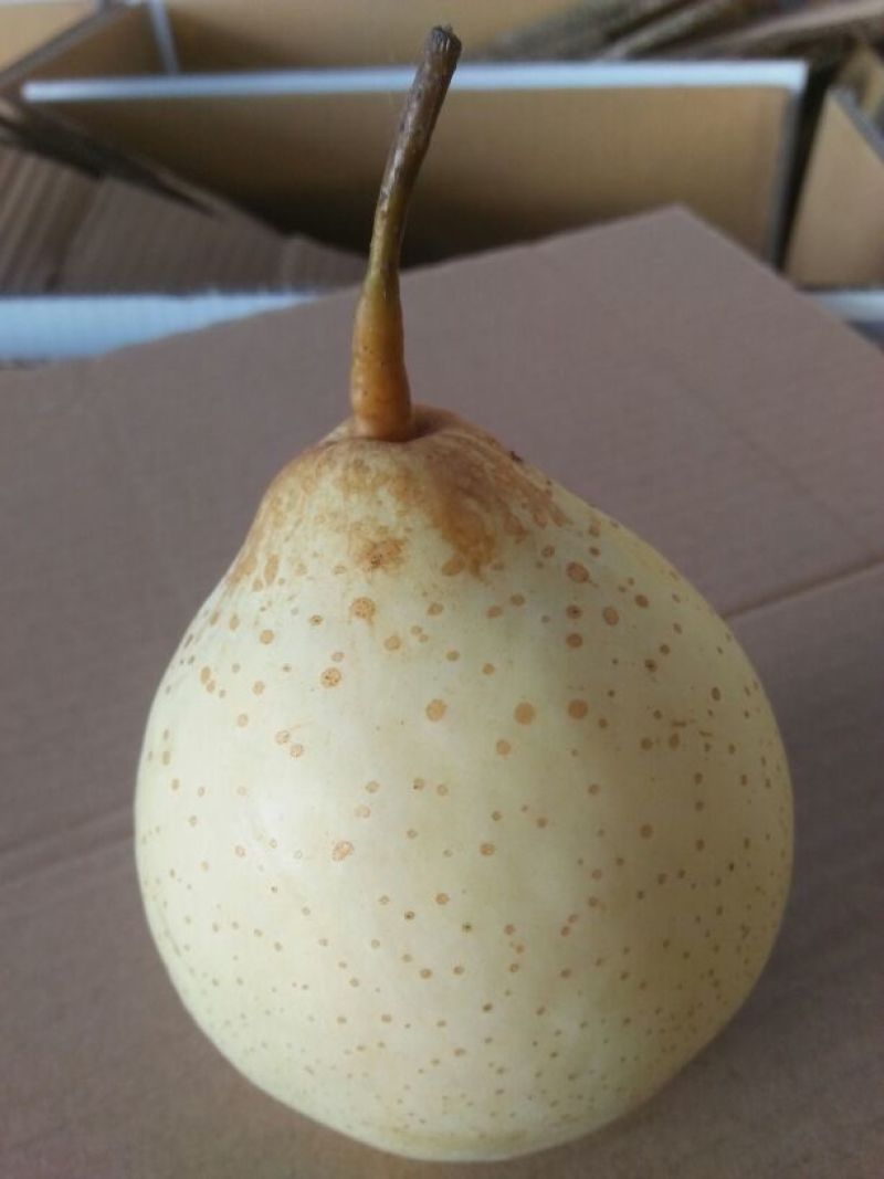 皇冠梨600g以上纸箱