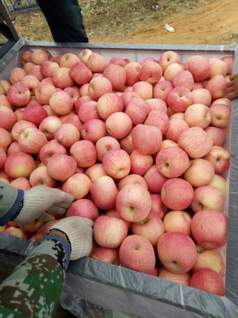 山东红富士苹果口感好甜度高量大货源充足。