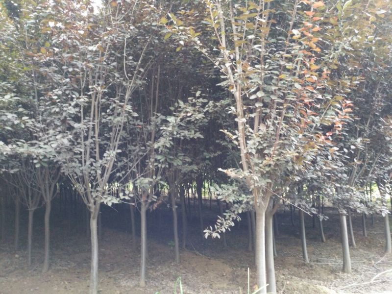 大叶女贞12~14cm