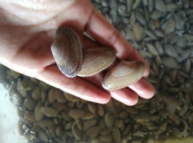 油甲螺，也叫花甲螺，花甲王。很多名字，鲜嫩可口。口感好。