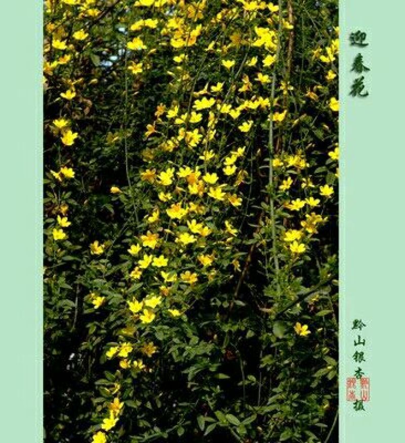 迎春花1~1.5米