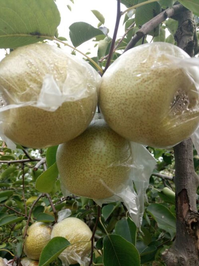 砀山梨300~350g膜袋