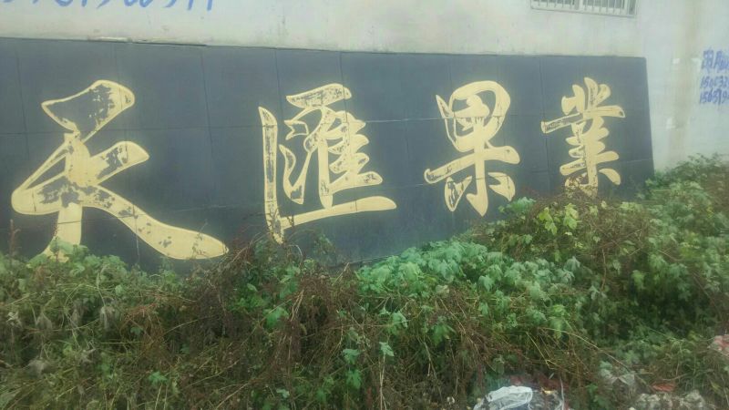 古桥名寺赵州雪花梨果园直发绿色无公害脆甜多汁