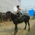 矮马100~200kg