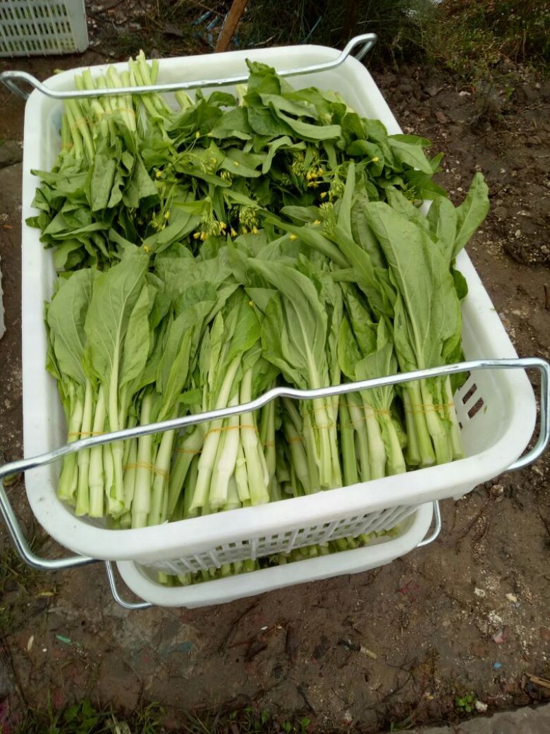 白菜苔20~30厘米