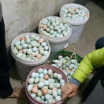 绿壳鸡蛋食用40~50g