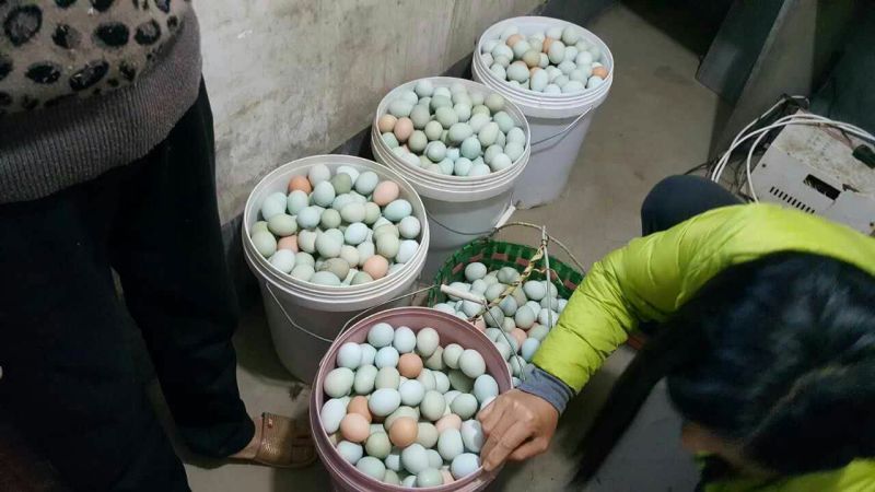 绿壳鸡蛋食用40~50g