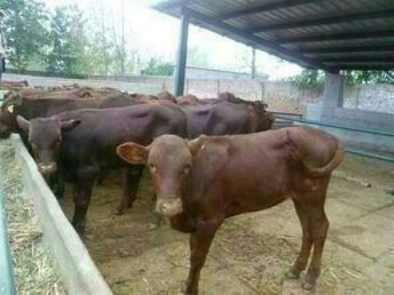 肉驴