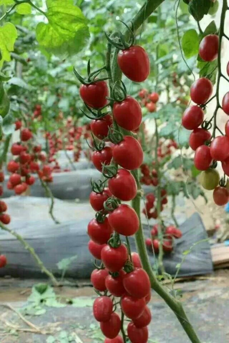 千禧圣女果