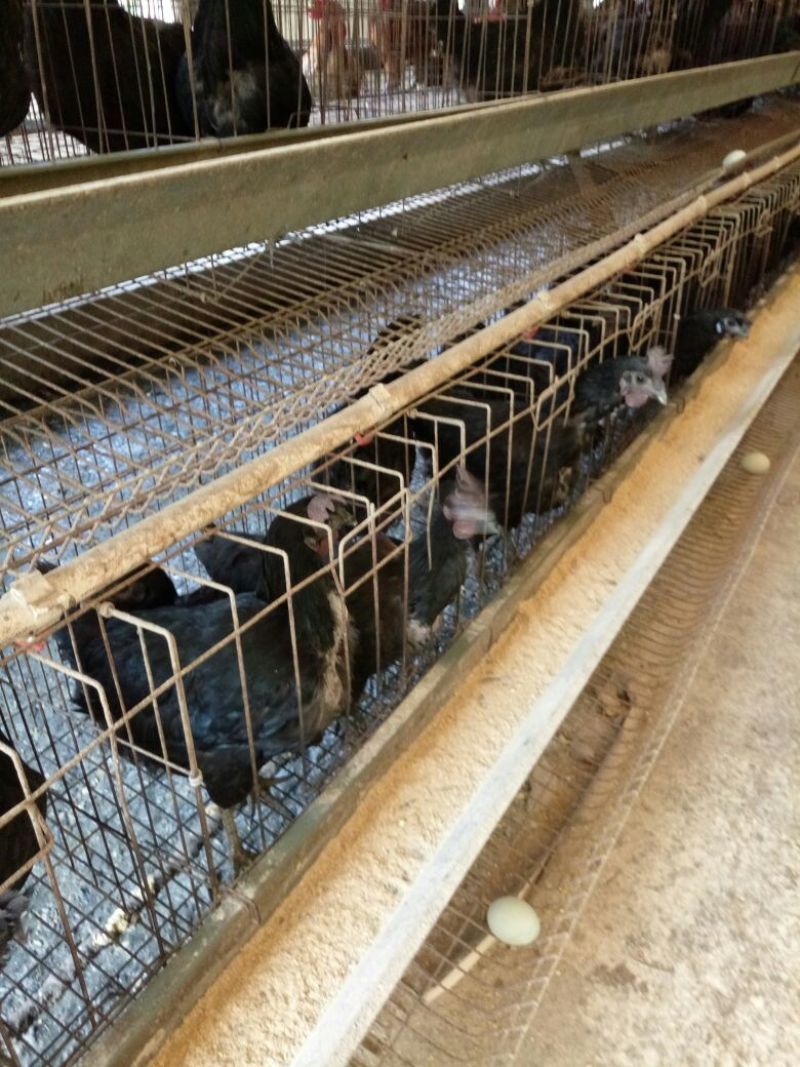 绿壳蛋鸡苗1斤以下
