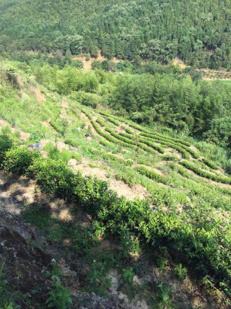 正山小种