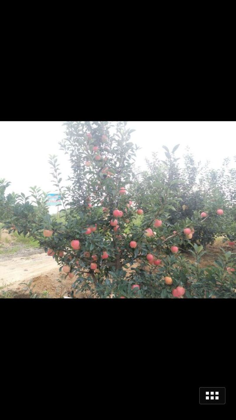 嘎啦苹果纸+膜袋