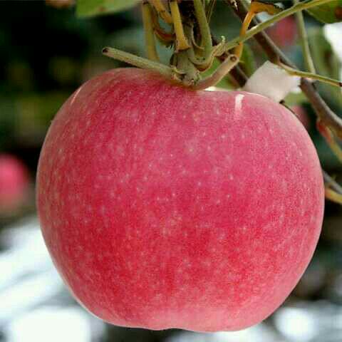 海市乳山市嘎啦苹果 75~80mm 纸袋批发_姜高