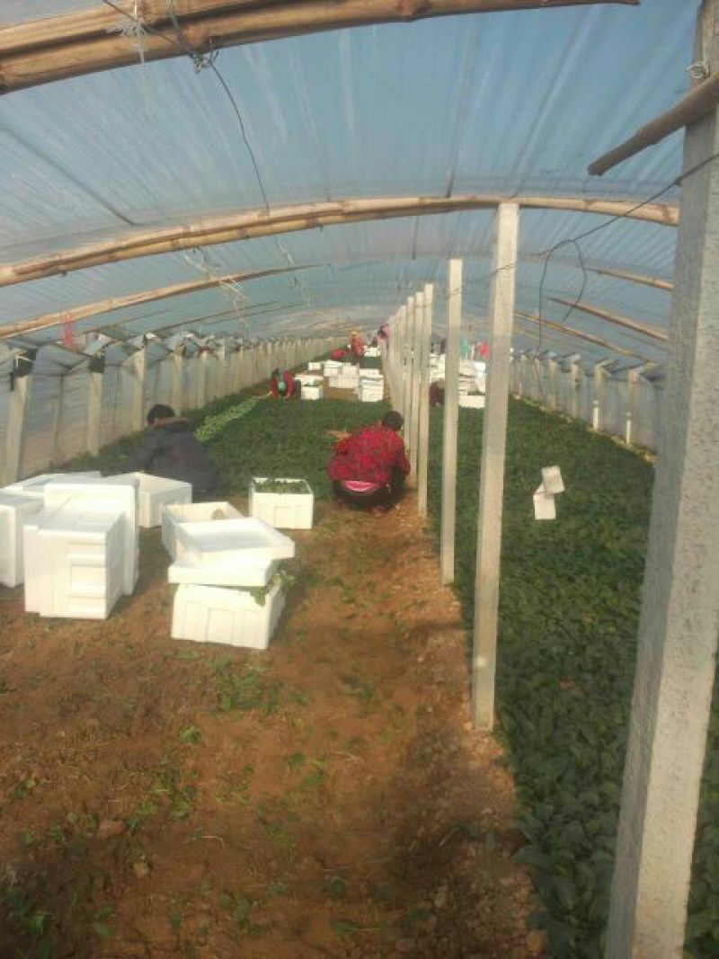 秋菠菜20~25厘米