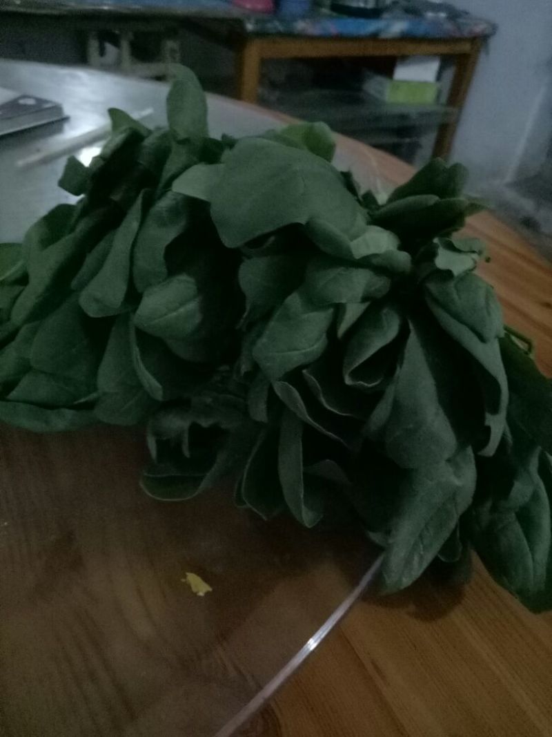 大叶菠菜15~20厘米