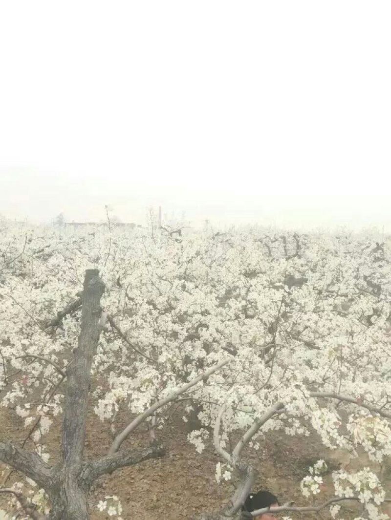 丰水梨，口感脆甜，个大皮薄，适合大型超市，市场