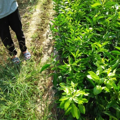 广西玉林市容县沃柑苗批发_黄文林供应_一亩