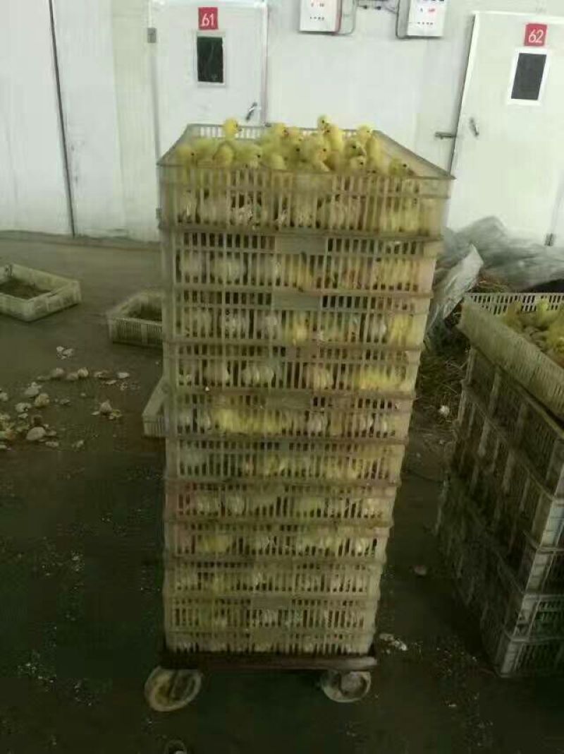 狮头鹅苗250g以下