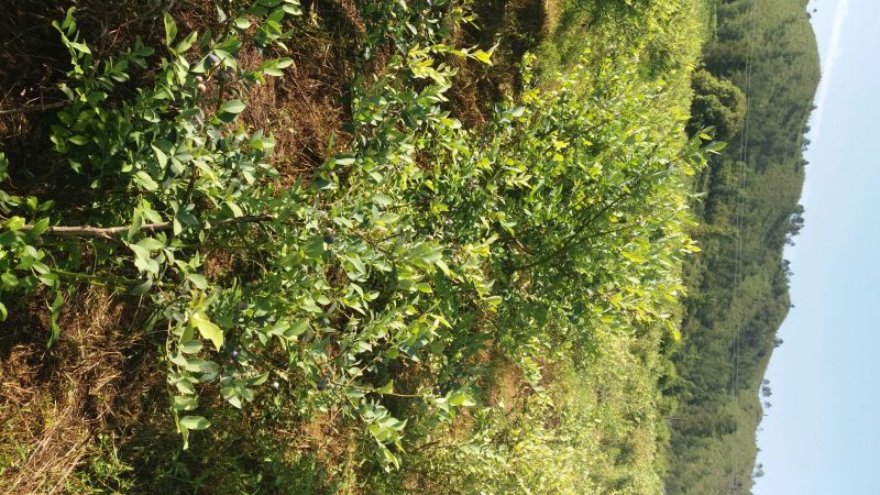 兔眼蓝莓鲜果12~14mm以上