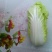 大白菜