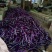 徐闻县精品紫红茄，7两以上，现大量上市，需要的联系我