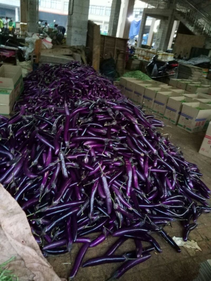 徐闻县精品紫红茄，7两以上，现大量上市，需要的联系我