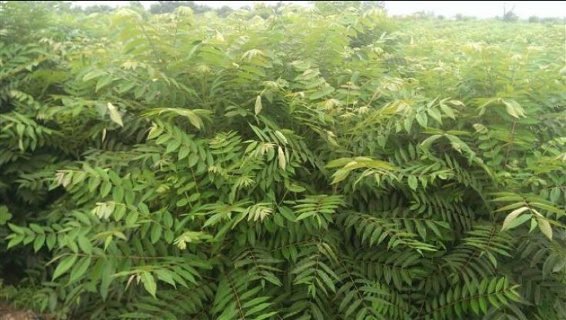 红油黑油椿苗大棚香椿树苗成活率高可视频看货规格齐全