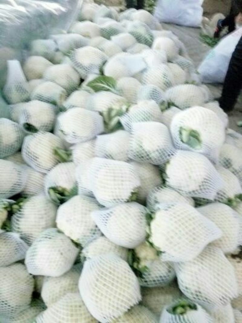 白花菜包装