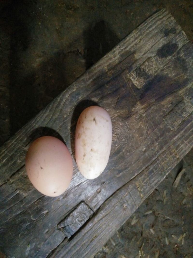 土鸡蛋食用50g以下