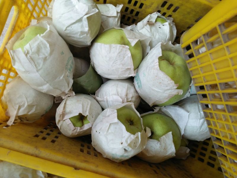 金花梨450~500g纸袋