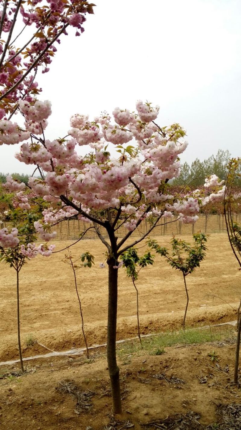 樱花树20cm以上18~20cm4米以上