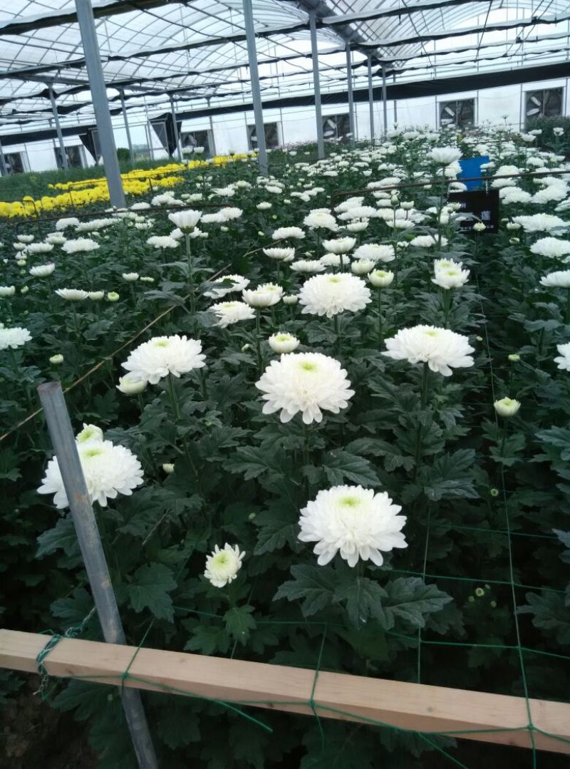 菊花鲜切花30~50cm