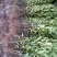 香水柠檬台湾四季香水树苗四季柠檬苗南北方种植柠檬苗