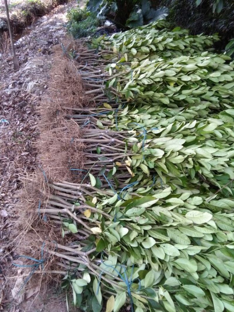 香水柠檬台湾四季香水树苗四季柠檬苗南北方种植柠檬苗