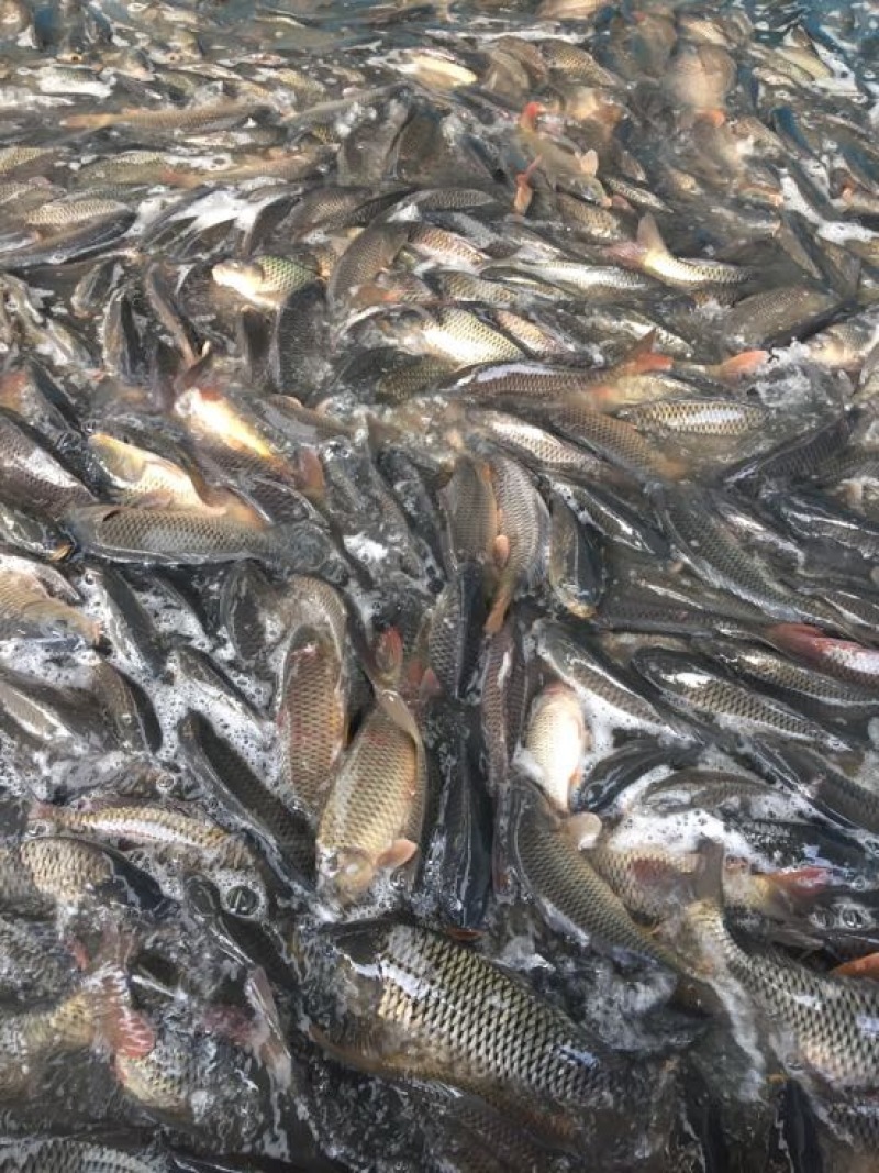 池鲤鱼1~2公斤食用