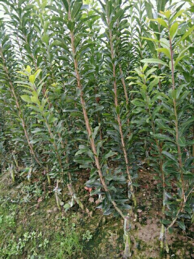 杨梅树30~50cm
