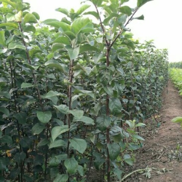 苹果苗烟富10号苹果树苗80cm以上嫁接苹果树苗