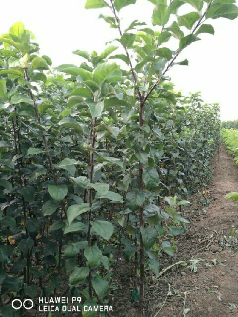 苹果苗烟富10号苹果树苗80cm以上嫁接苹果树苗