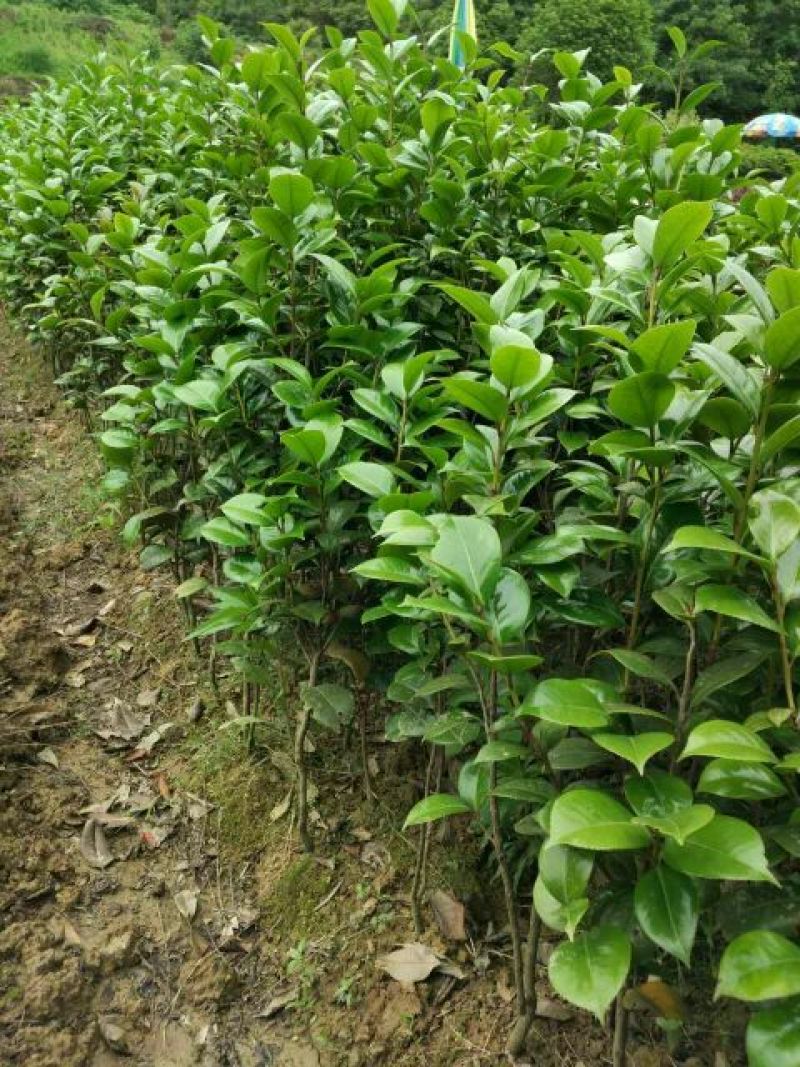 茶花树，七星茶花小苗，湖南茶花小苗，茶花球，茶花树价格