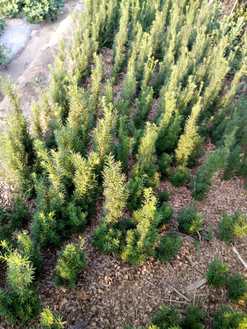 红豆杉盆景