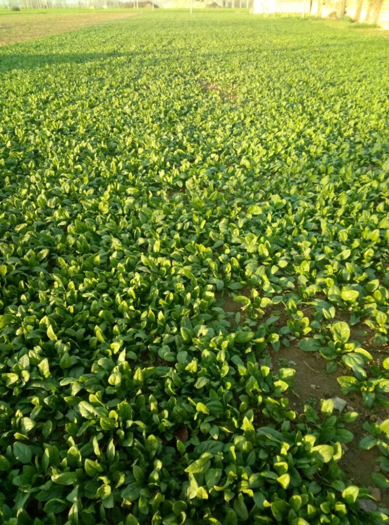 越冬菠菜20~25厘米