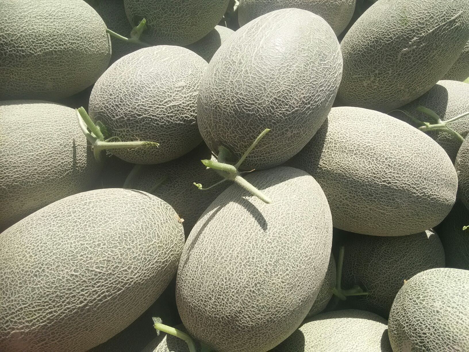 甘肃酒泉市瓜州县网纹瓜 1斤以上 椭圆形批发