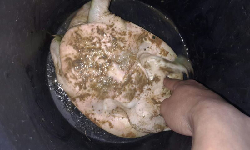 黄沙鳖2.5~3斤