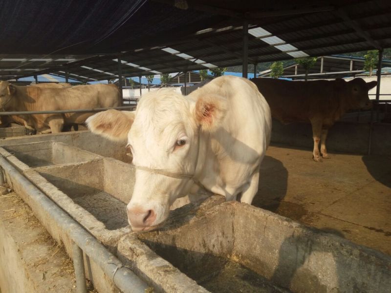 鲁西黄牛100~200kg