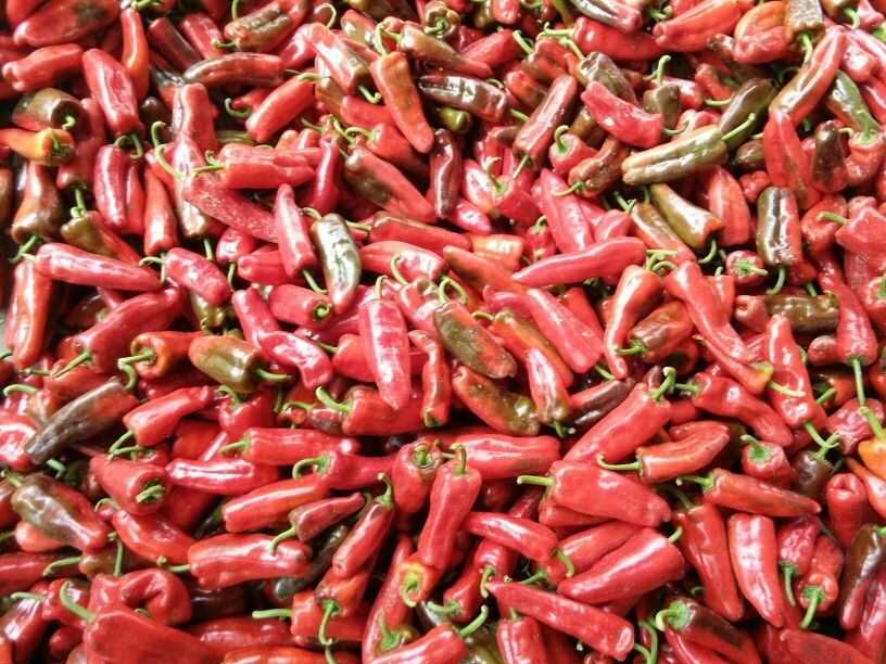 河南开封市杞县红泡椒 10~15厘米 红批发_宗国