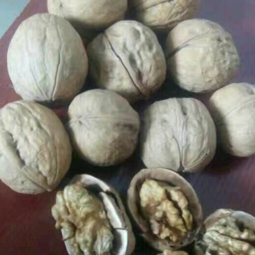 薄皮核桃去皮干