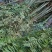 红油香椿苗大棚用陆地用香椿苗0.4-4公分有货