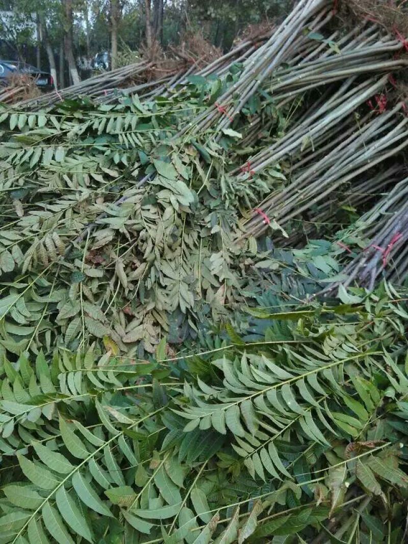 红油香椿苗大棚用陆地用香椿苗0.4-4公分有货