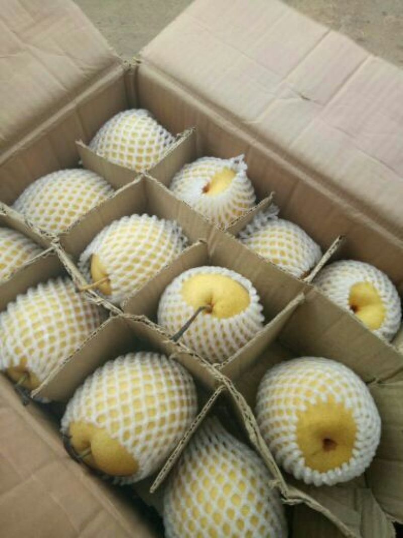 陕西酥梨批发，陕西贡梨价格，酥梨产地批发价格，